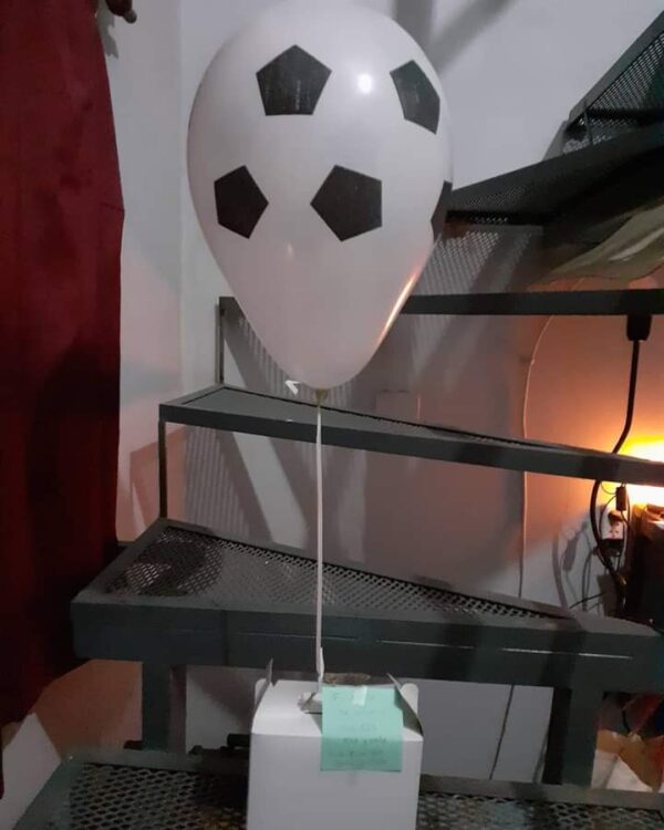 Globos inflados con helio consultar - Image 7
